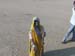 indien_183